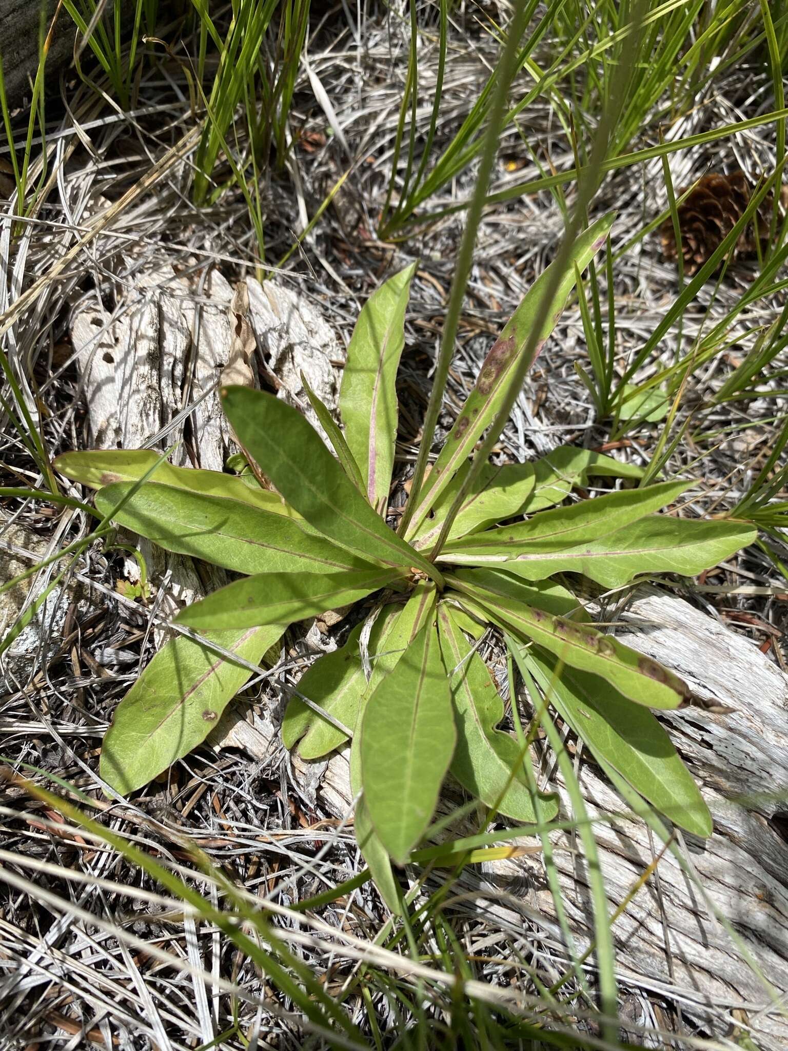 Image de Crepis runcinata (James) Torr. & A. Gray