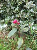 Image of purple cestrum