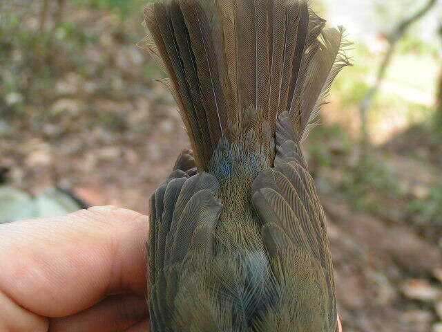 Image of Hainan Blue Flycatcher