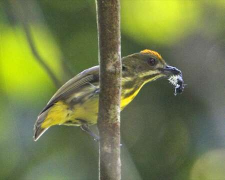 Image of Yellow-breasted Flowerpecker