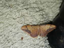 Image de Idaea ostrinaria