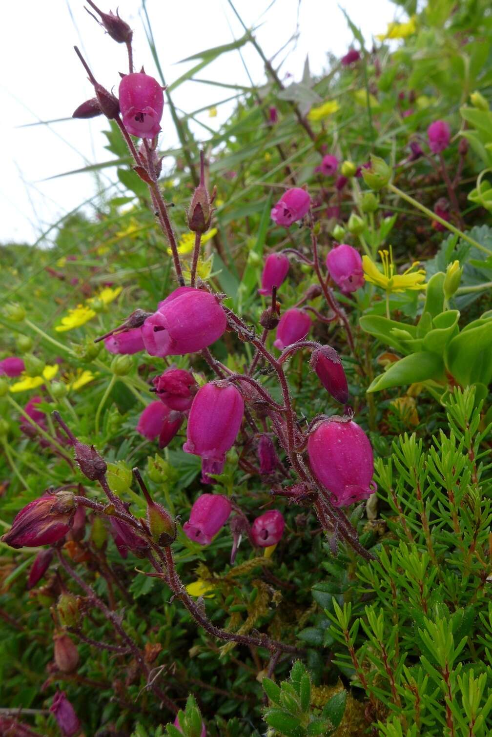 Imagem de Daboecia cantabrica subsp. azorica (Tutin & E. F. Warburg) D. Mc Clintock