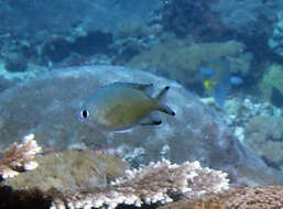 Image of Brown chromis