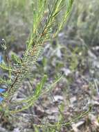 Image of Blue Lechenaultia