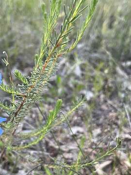 Image of Blue Lechenaultia