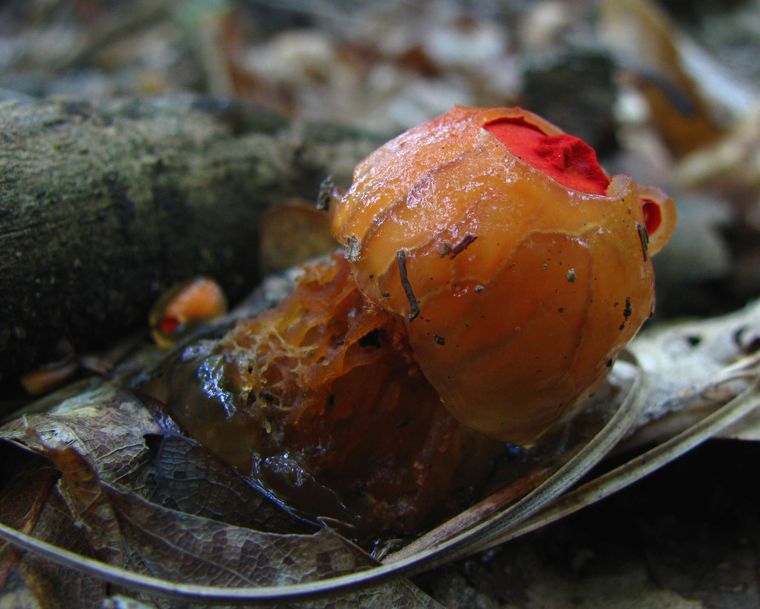 Image of Red aspic puffball