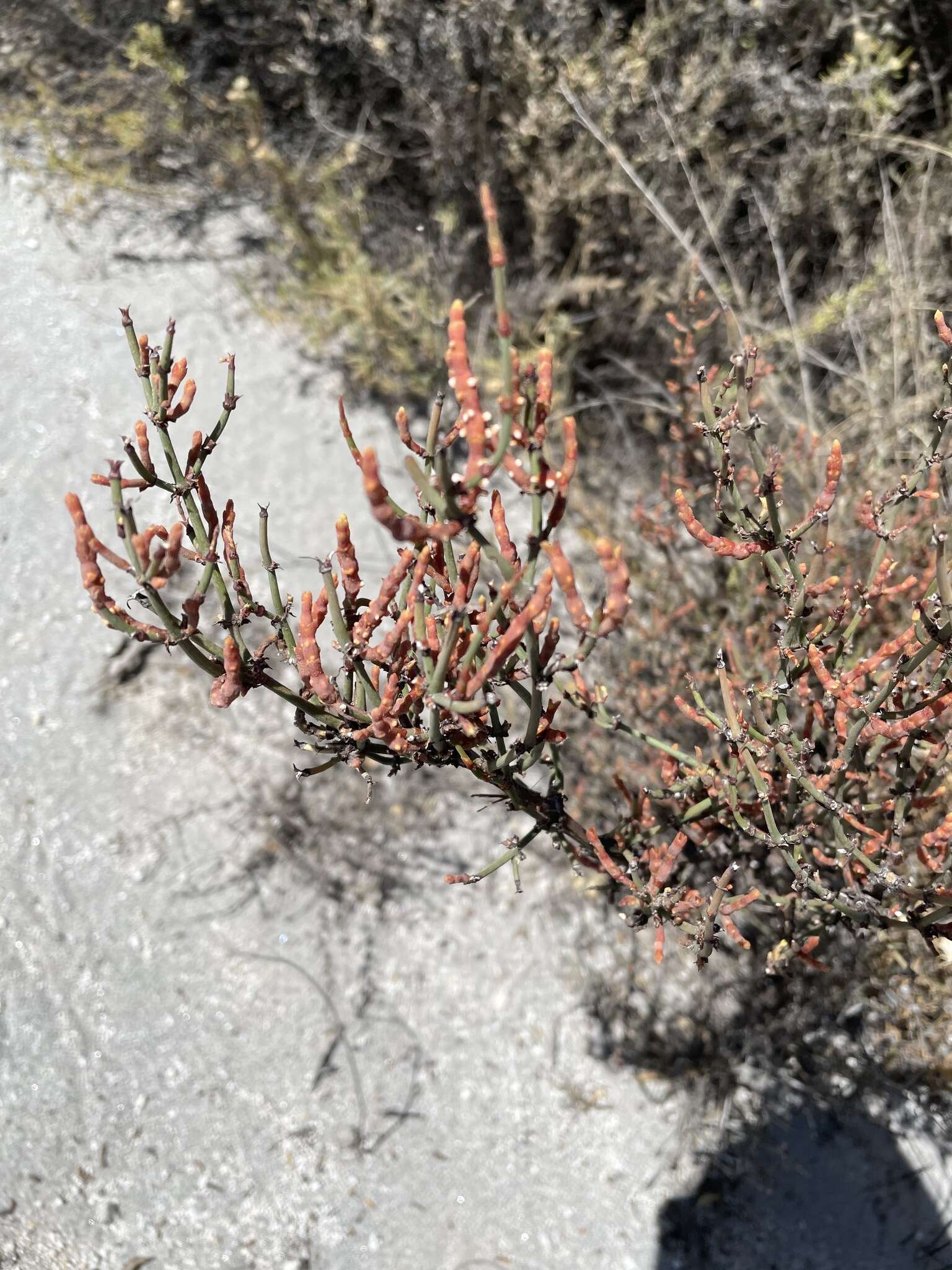 صورة Ephedra breana Phil.