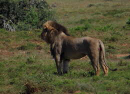 Image of Lion