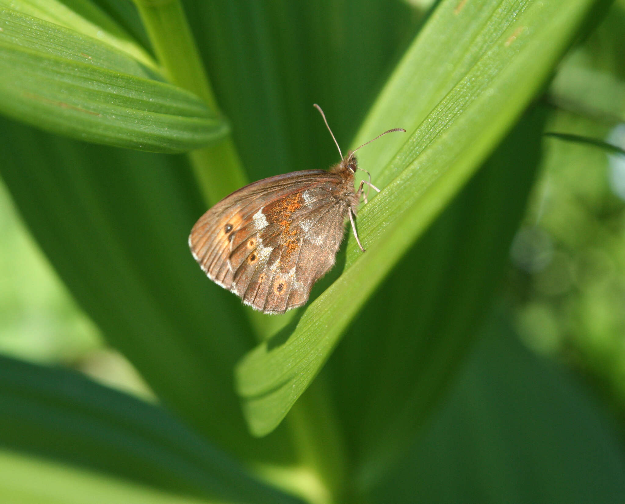 Image de Erebia jeniseiensis Trybom 1877