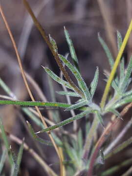 Image of Hartweg's pricklyleaf