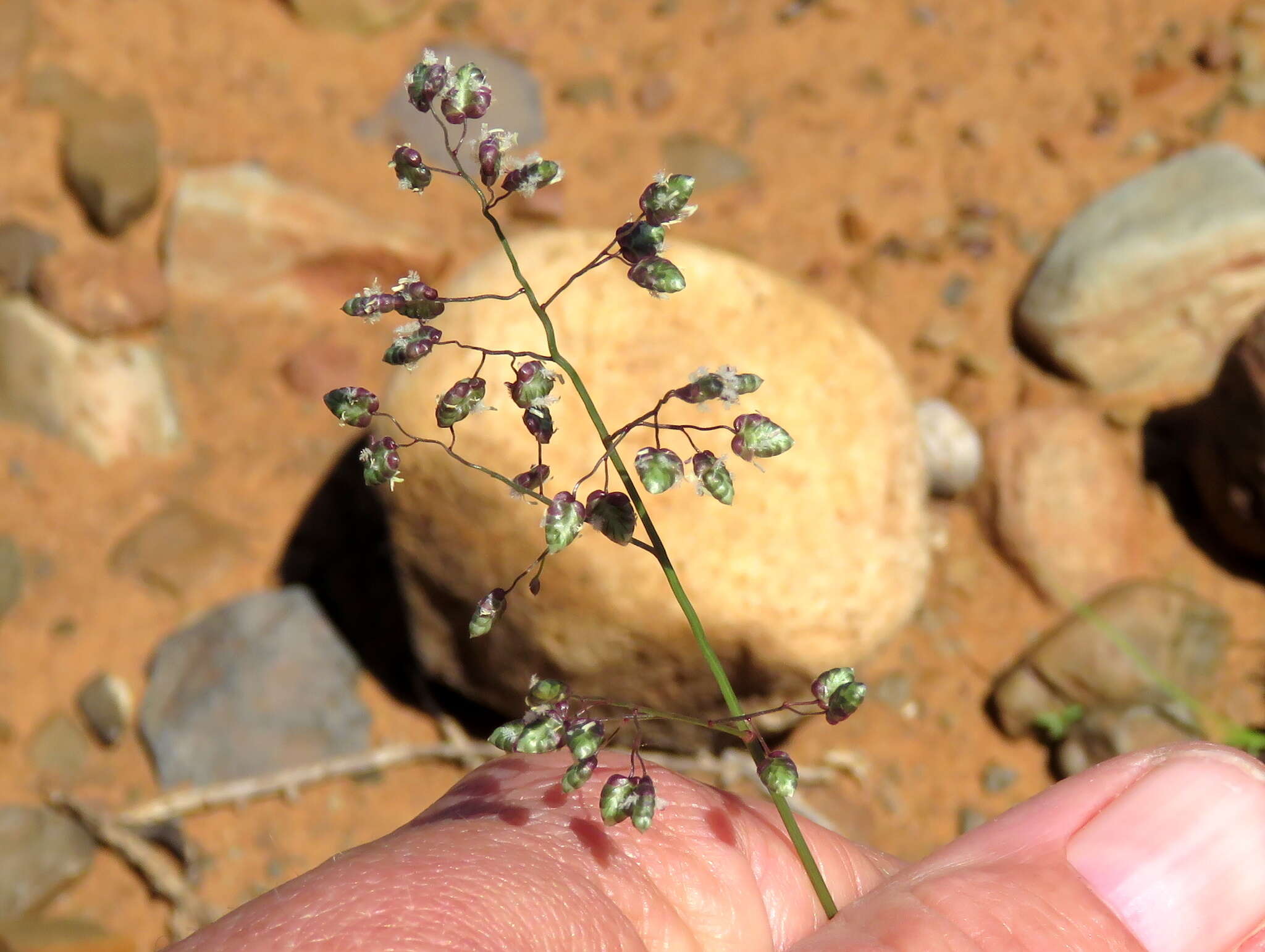 Image of Eragrostis obtusa Munro ex Ficalho & Hiern