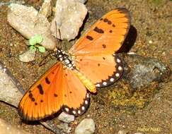 Image of Acraea terpsicore