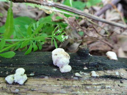 صورة Perenniporia ohiensis (Berk.) Ryvarden 1972