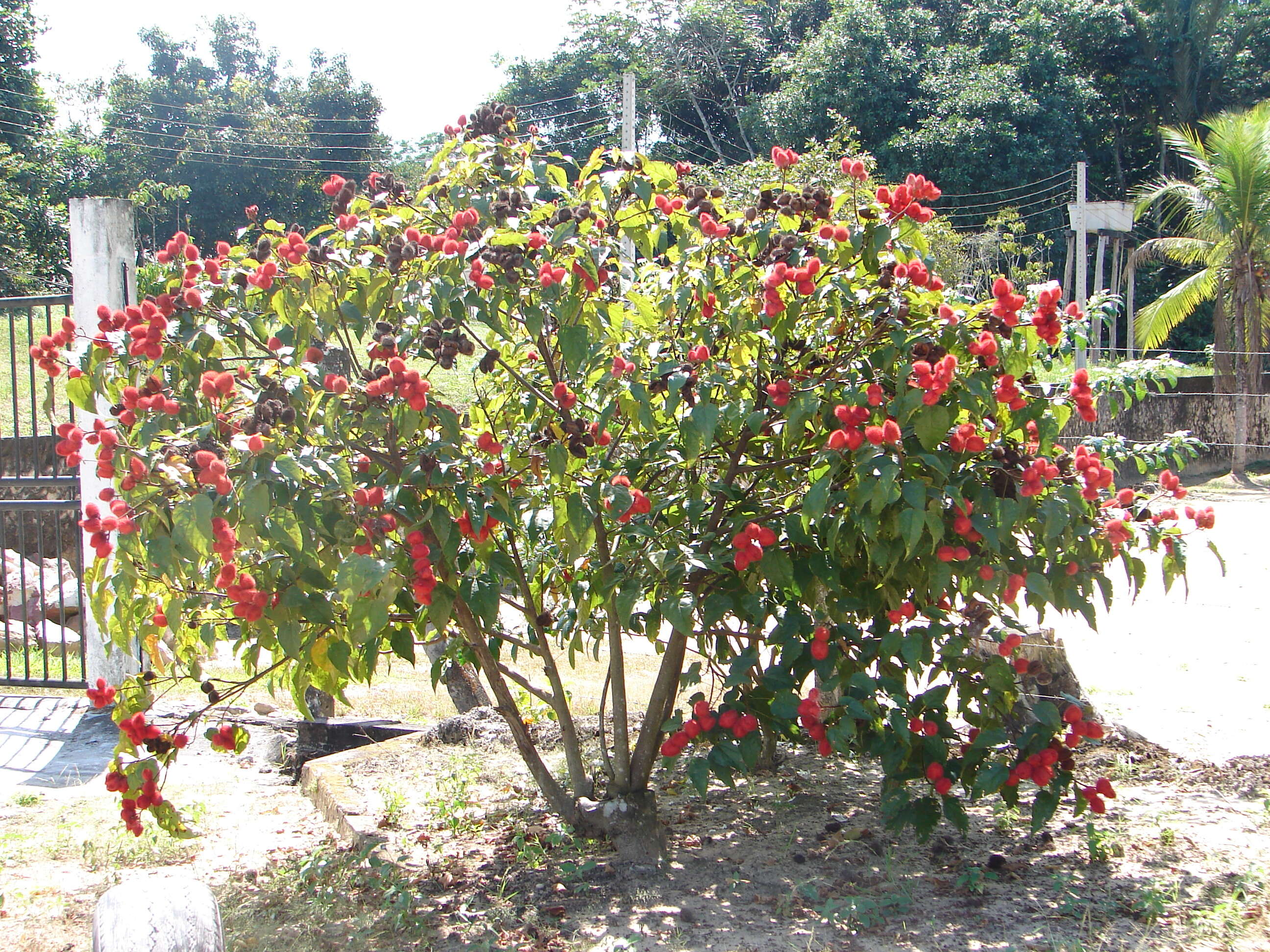 Image de arbre à rouge à lèvre