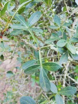 Image of Searsia pterota (C. Presl) Moffett