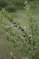 Image of trumpet gooseberry