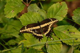 Image of Eastern Giant Swallowtail