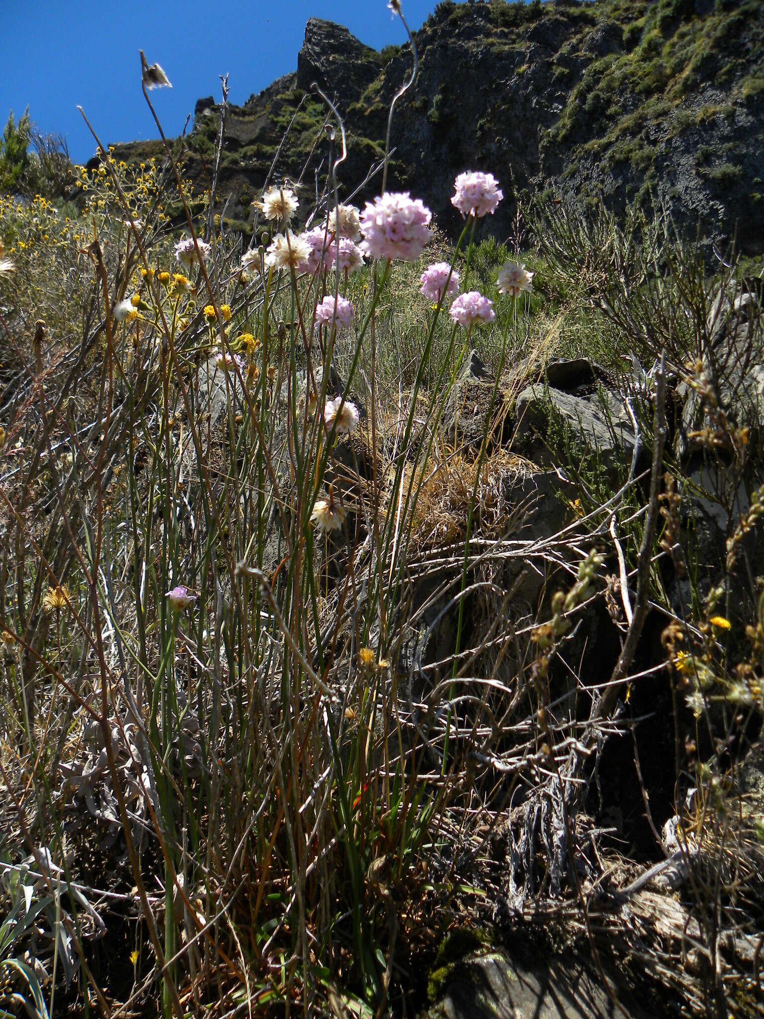 Image of Armeria maderensis Lowe