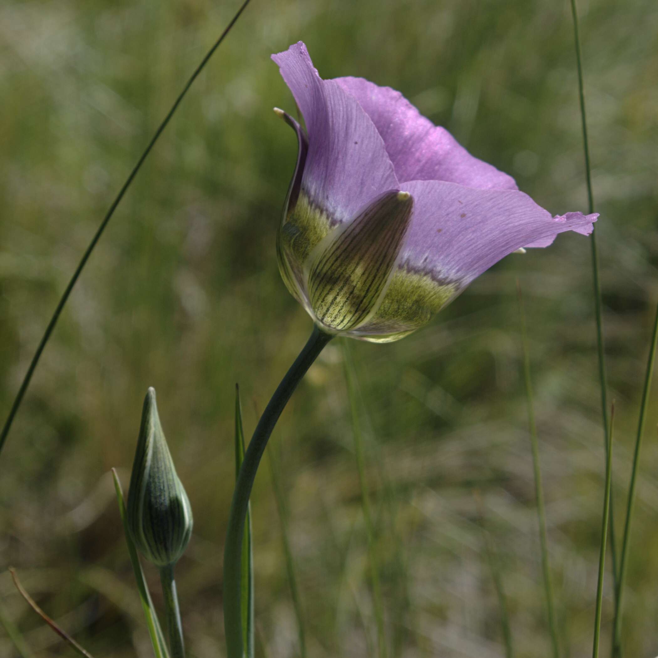 Calochortus gunnisonii S. Watson resmi