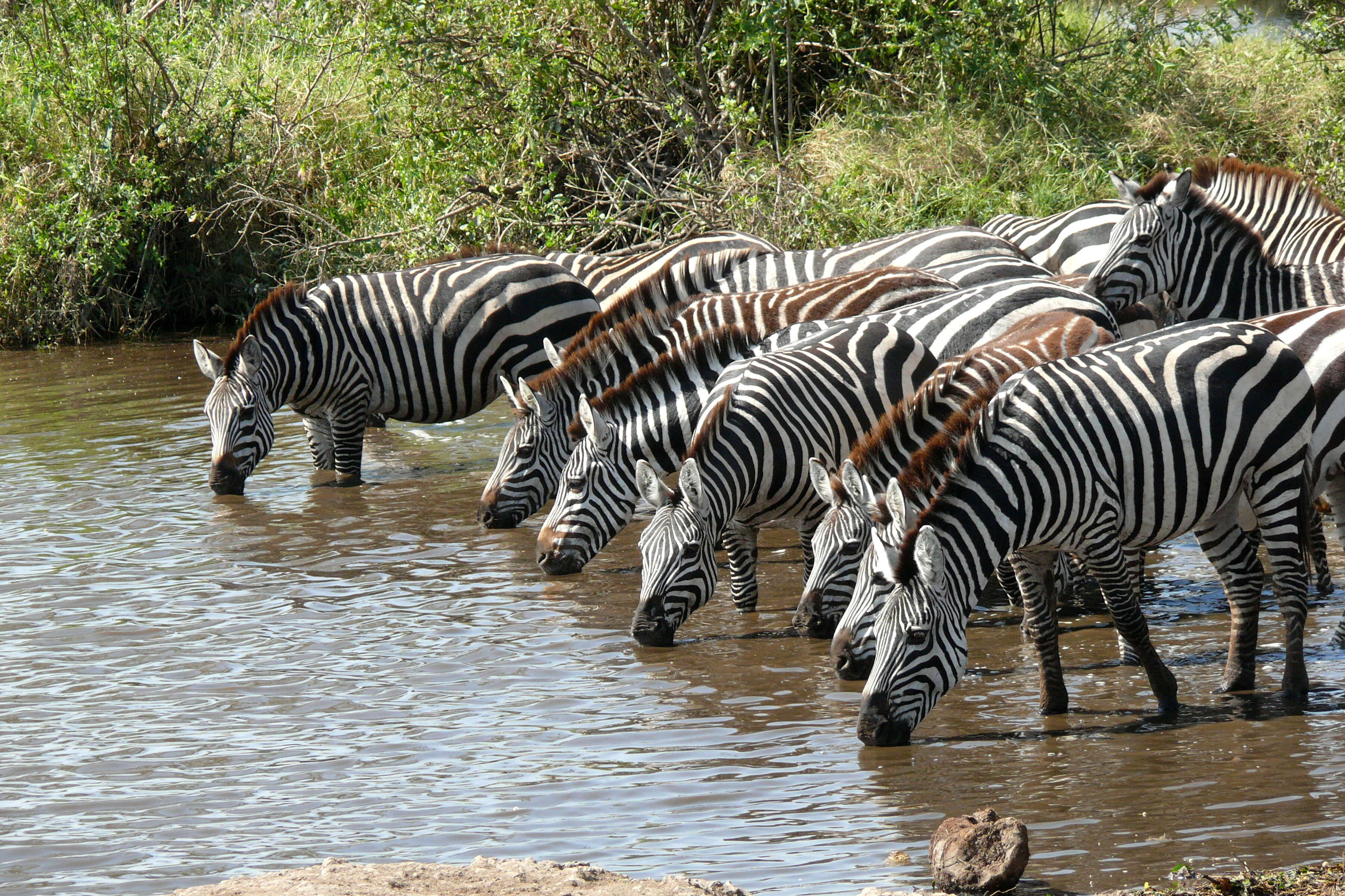 Image of zebra