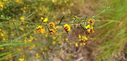 Image of Daviesia genistifolia Benth.