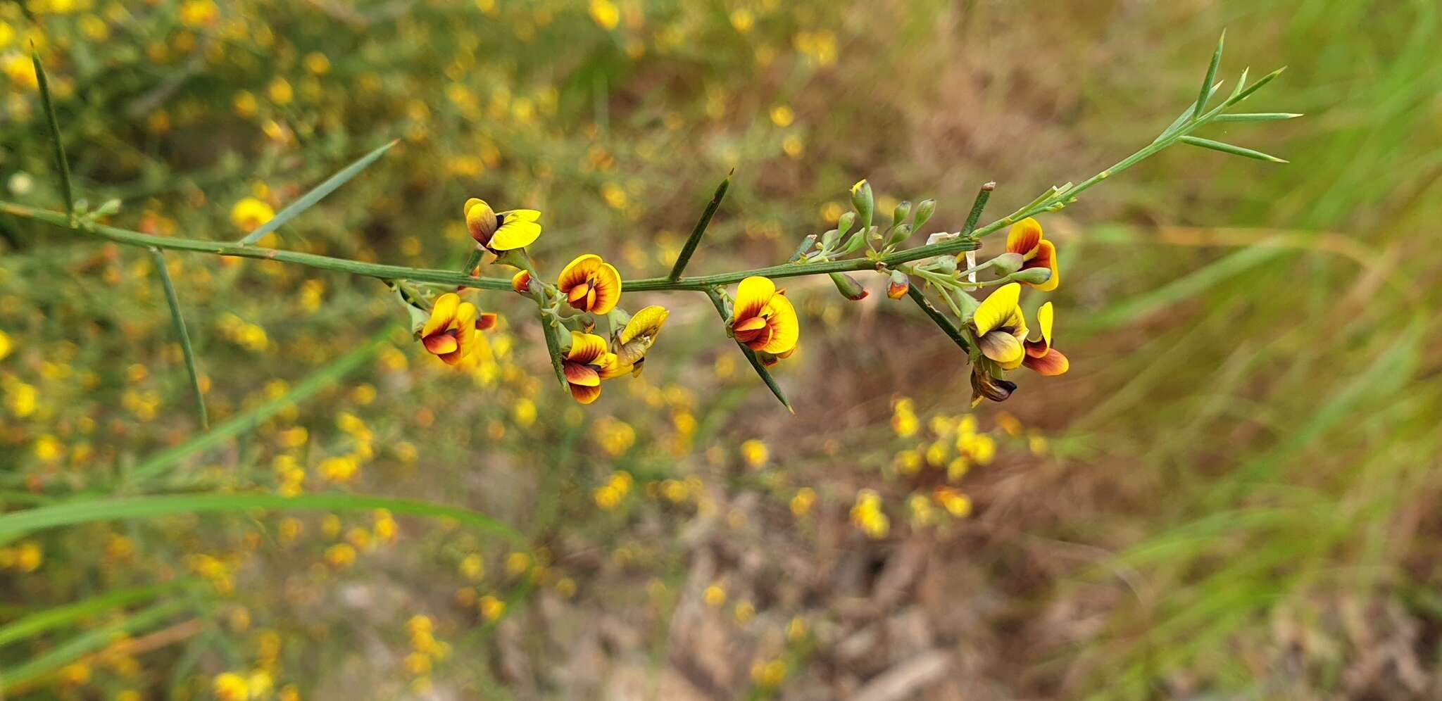 Image of Daviesia genistifolia Benth.