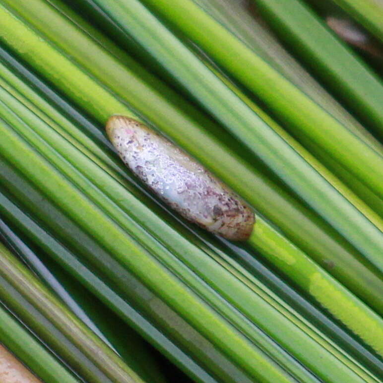 Image of Tecturinae Gray 1847