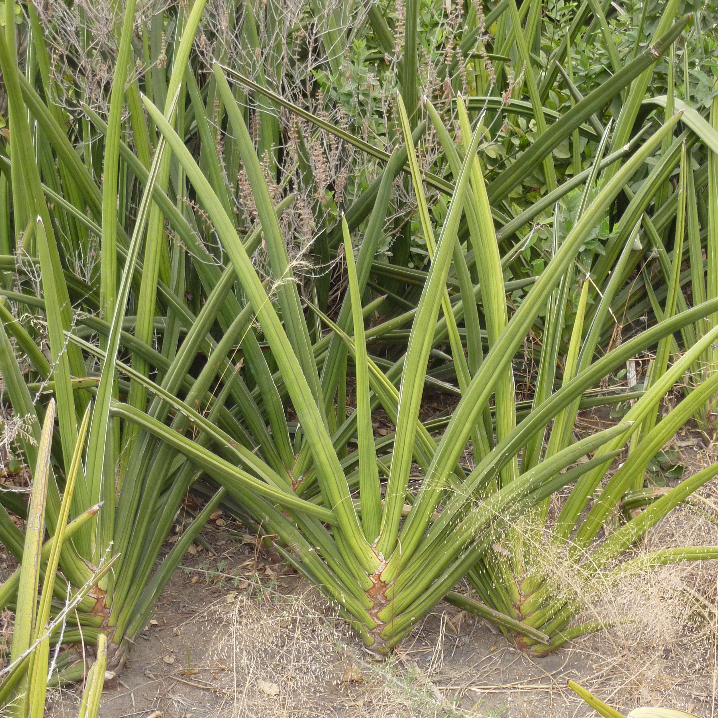 Image of Blue Sansevieria