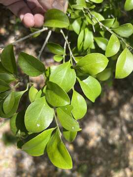 Image of Florida boxwood