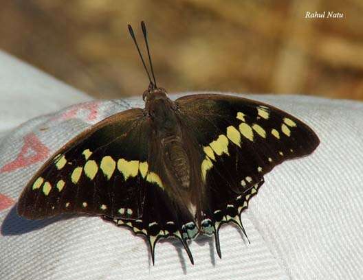 Imagem de Charaxes solon Fabricius 1793