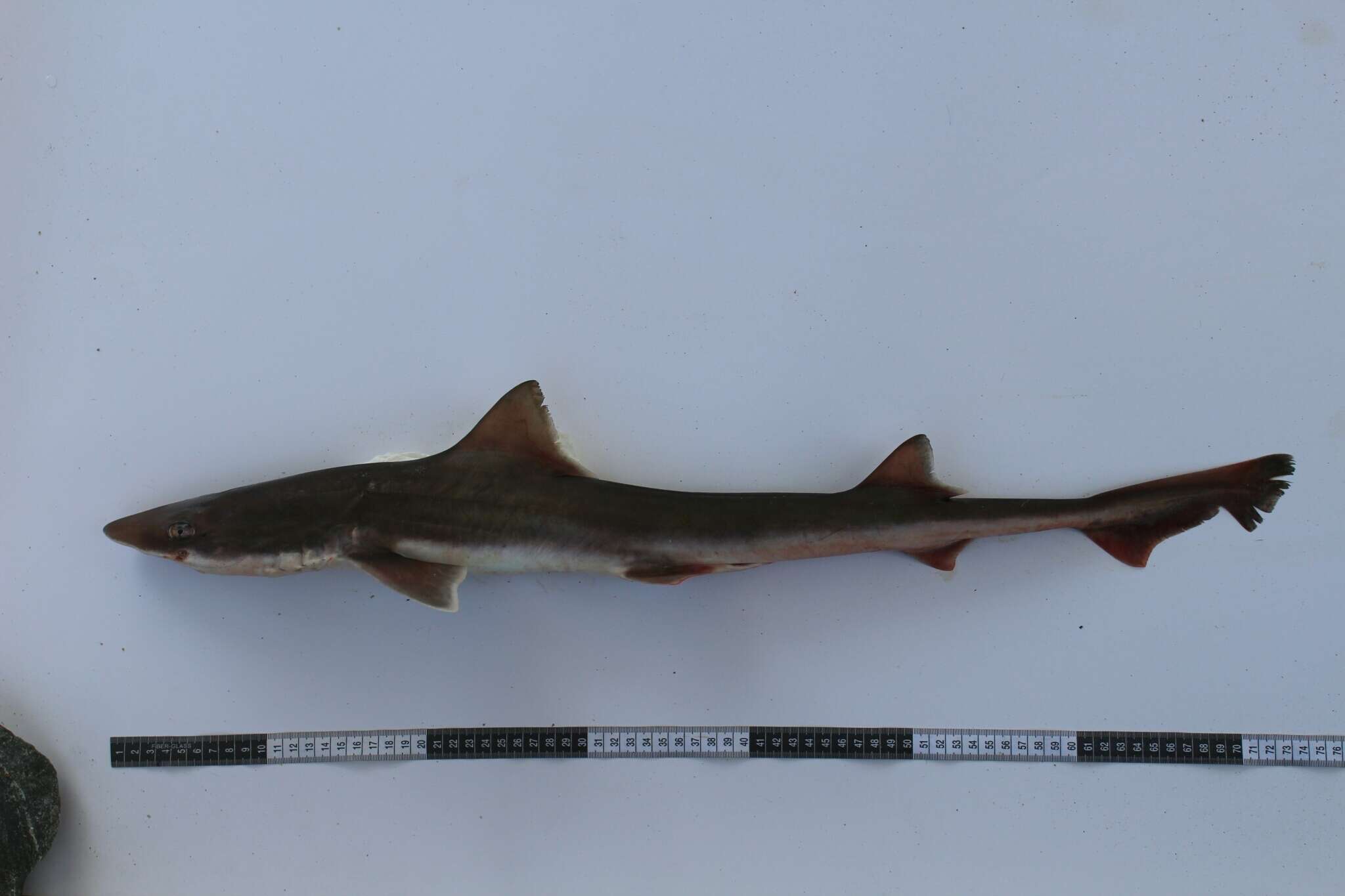 Image of Brown Smoothhound