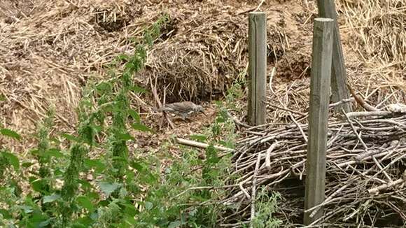 Image of Mistle Thrush