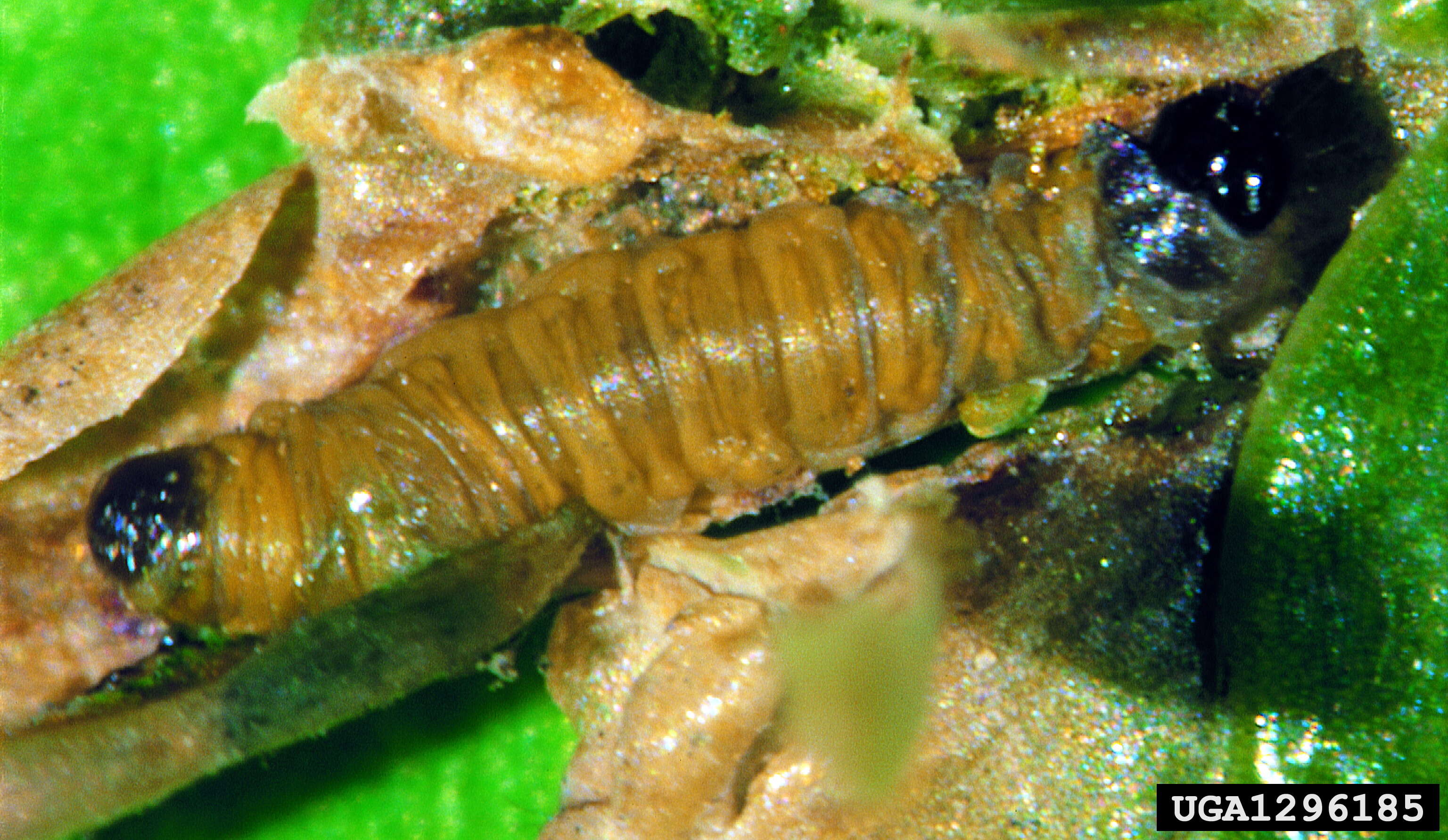 Image of American thuja shoot moth