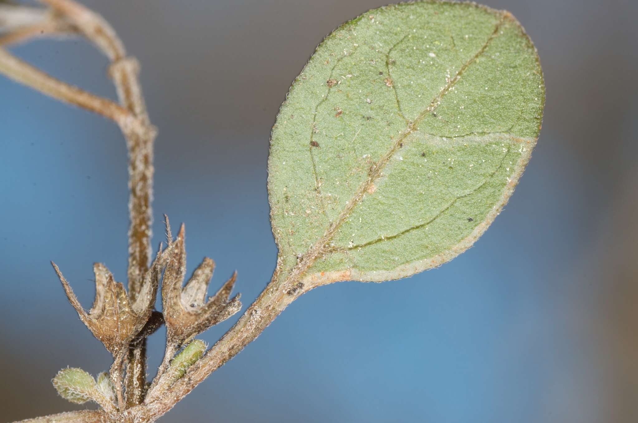 Imagem de <i>Sabulopteryx botanica</i>