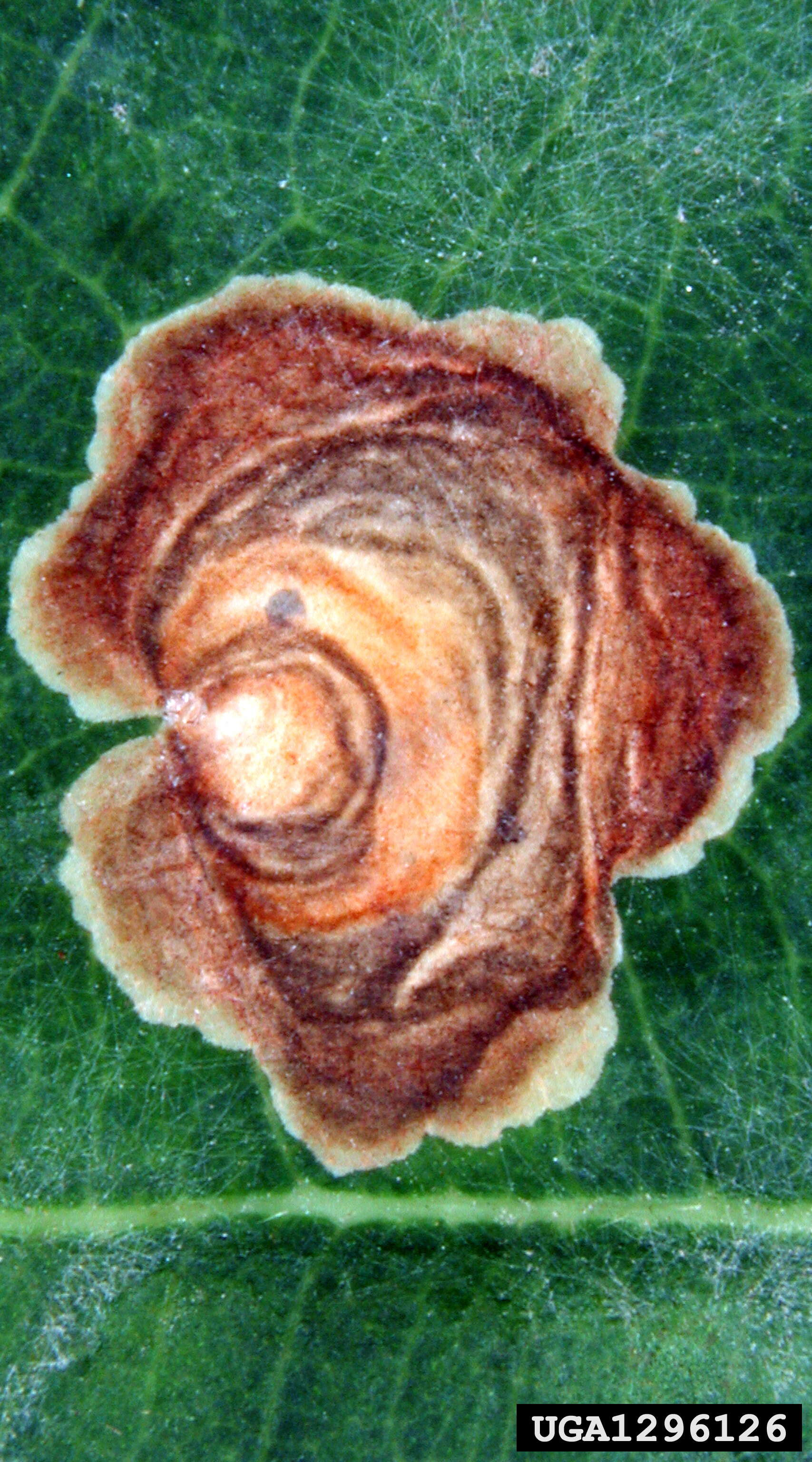 Image of Tischeria dodonaea Stainton 1859
