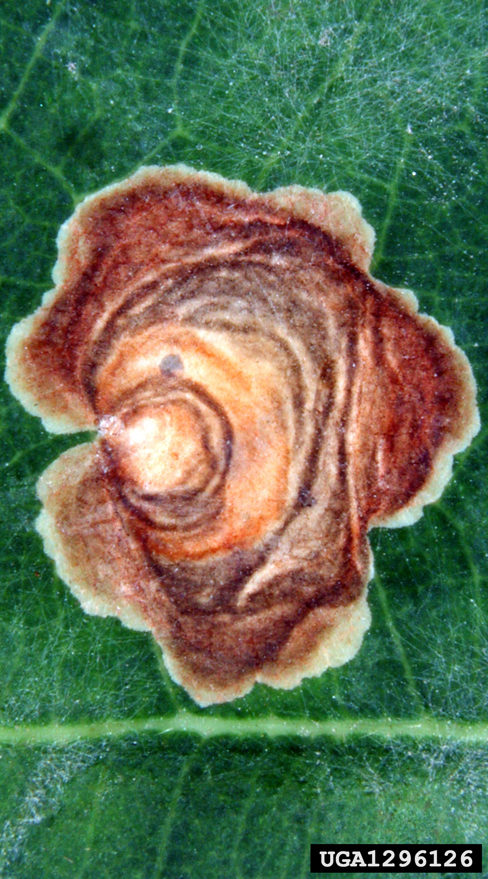 Image of <i>Tischeria dodonaea</i> Stainton 1859