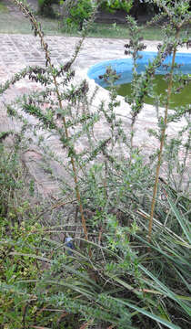 Imagem de Aloysia polystachya (Griseb.) Moldenke