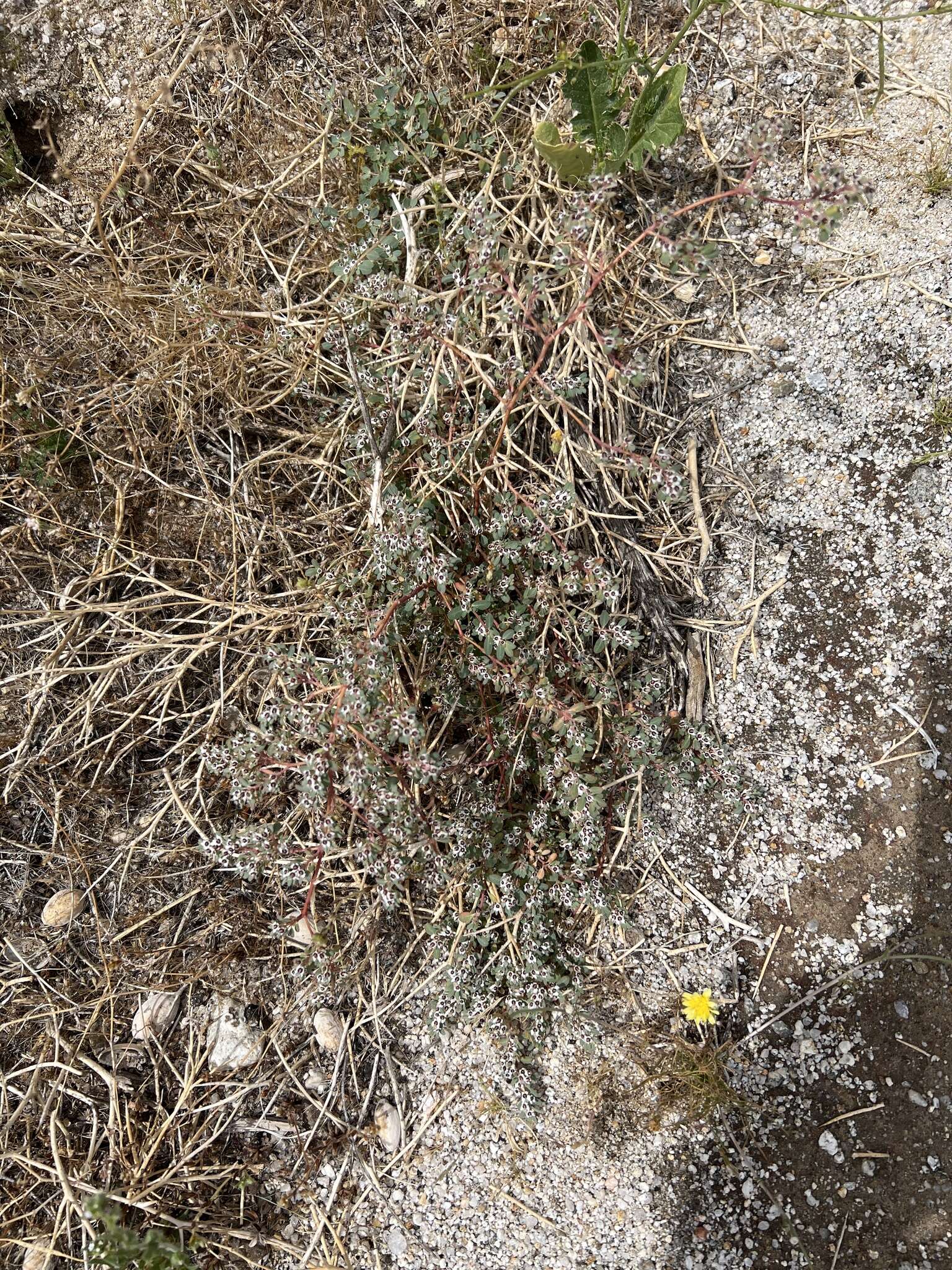 Euphorbia pediculifera var. pediculifera的圖片