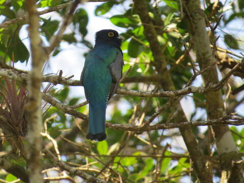 Image of Gartered Trogon