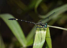 Imagem de Austrogomphus bifurcatus Tillyard 1909