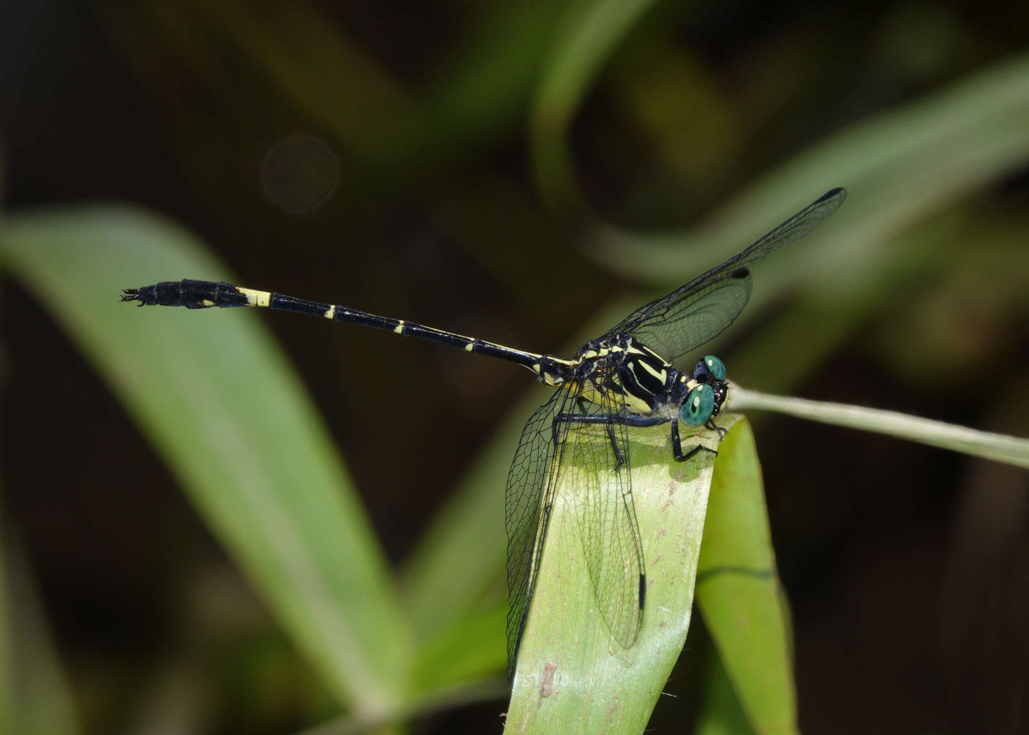 Imagem de Austrogomphus bifurcatus Tillyard 1909