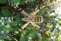 Image of Barbary Spider