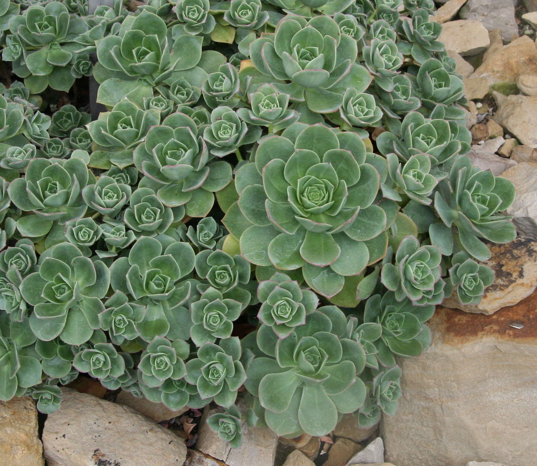 Image de Aeonium haworthii Salm-Dyck ex Webb & Berth.