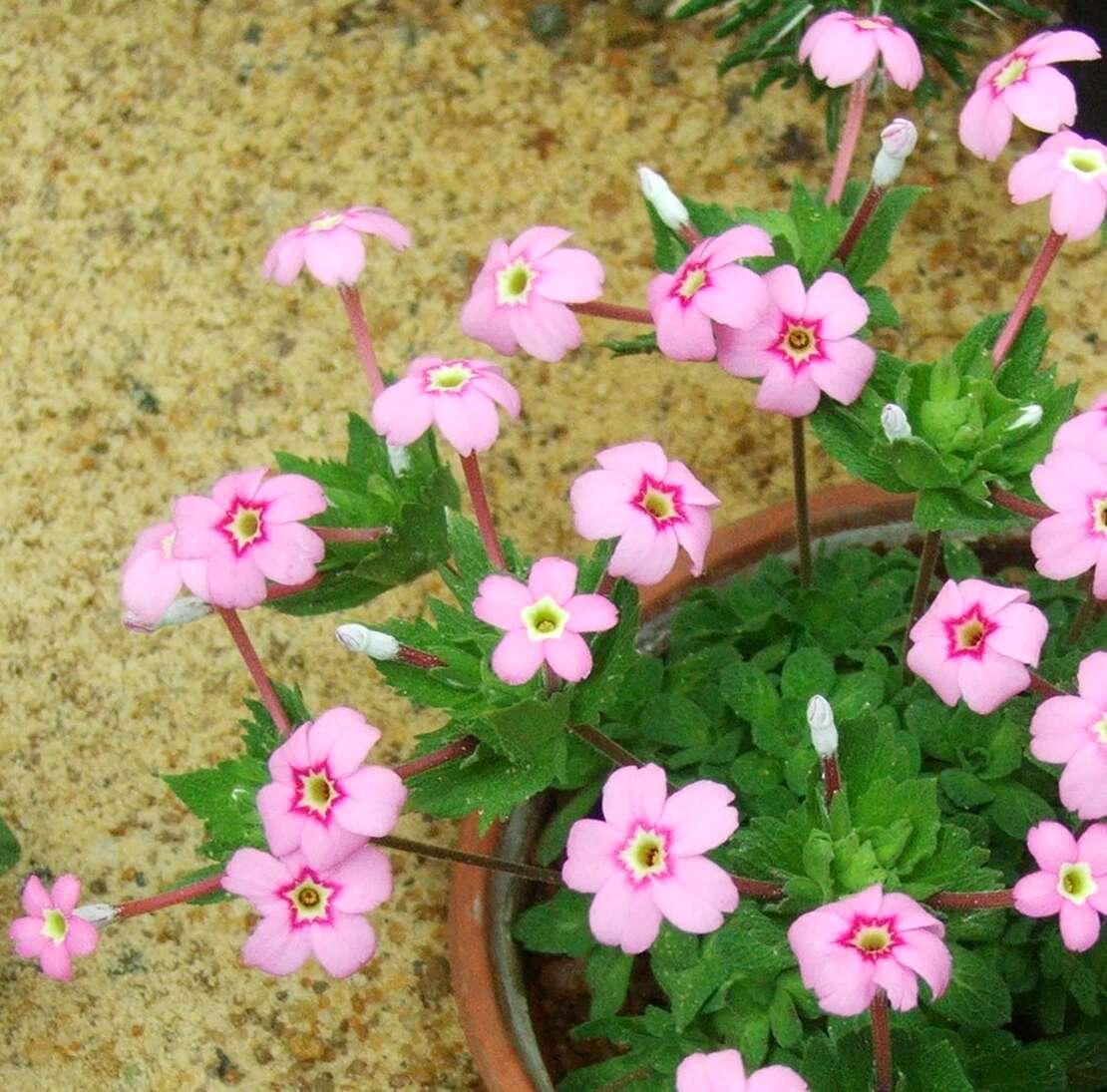 Image of Dionysia