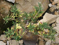 Image of Pachypodium bispinosum (L. fil.) A. DC.