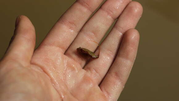 Image of Tadpole shrimp