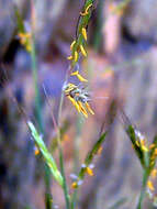 Image of thatching grass