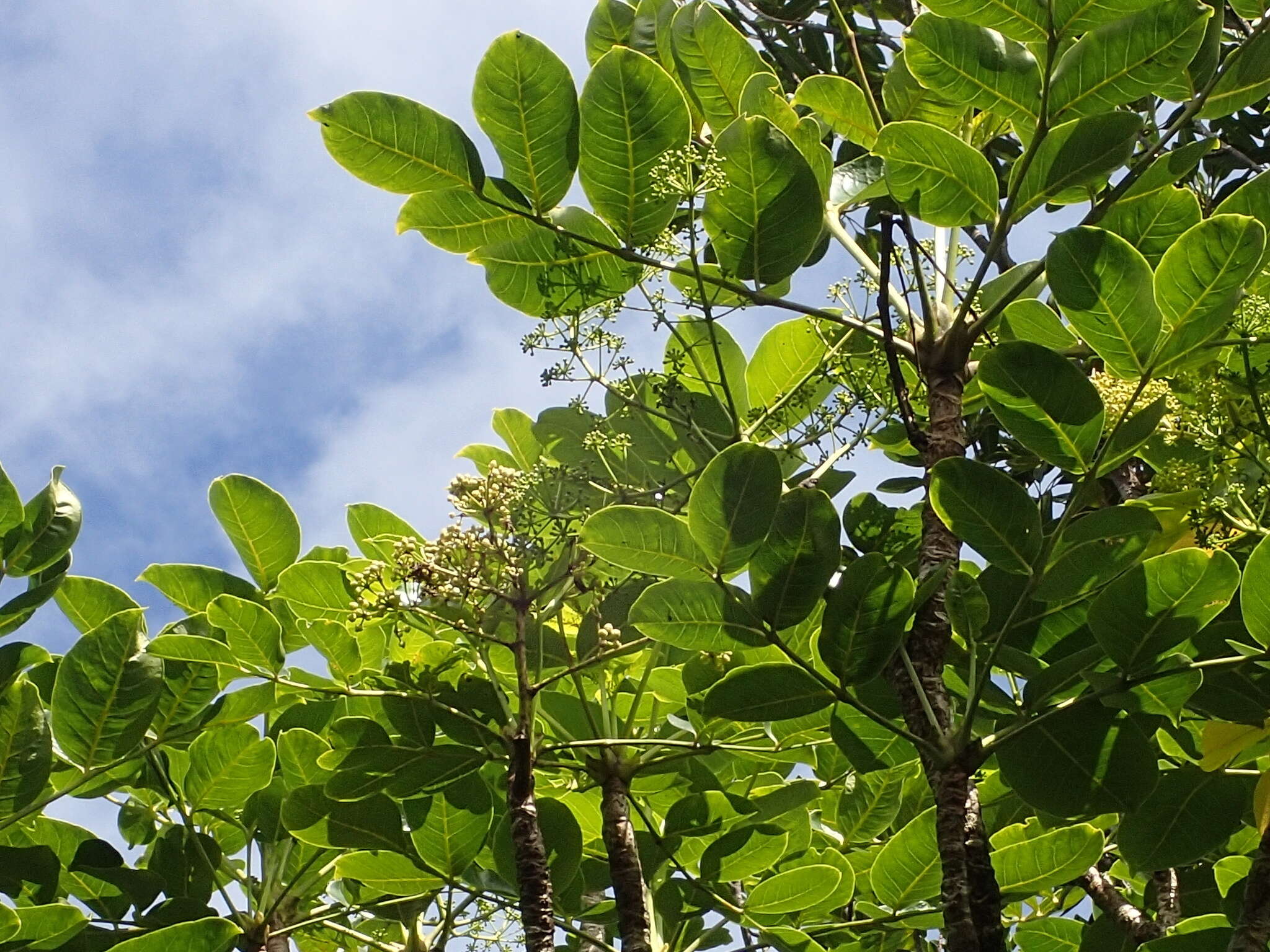 Image of Polyscias repanda (DC.) Baker