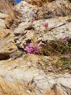 Image of Centranthus longiflorus Stev.