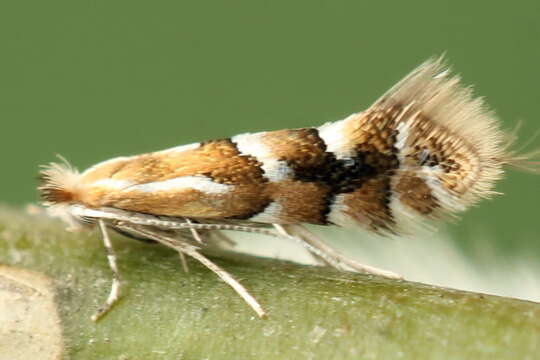 Image of Phyllonorycter salicicolella (Sircom 1848)